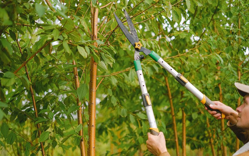 Tree trimming in Hanna, UT