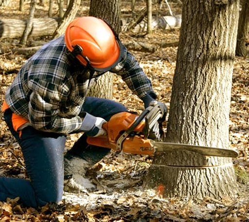 Tree Removal in Hanna, UT